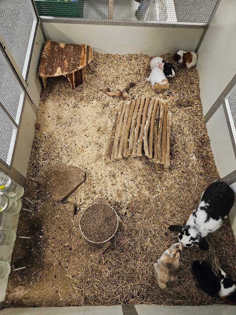 Oryctolagus cuniculus Dwergkonijn, Dieren en Toebehoren, Konijnen, Vrouwelijk, Dwerg, 0 tot 2 jaar