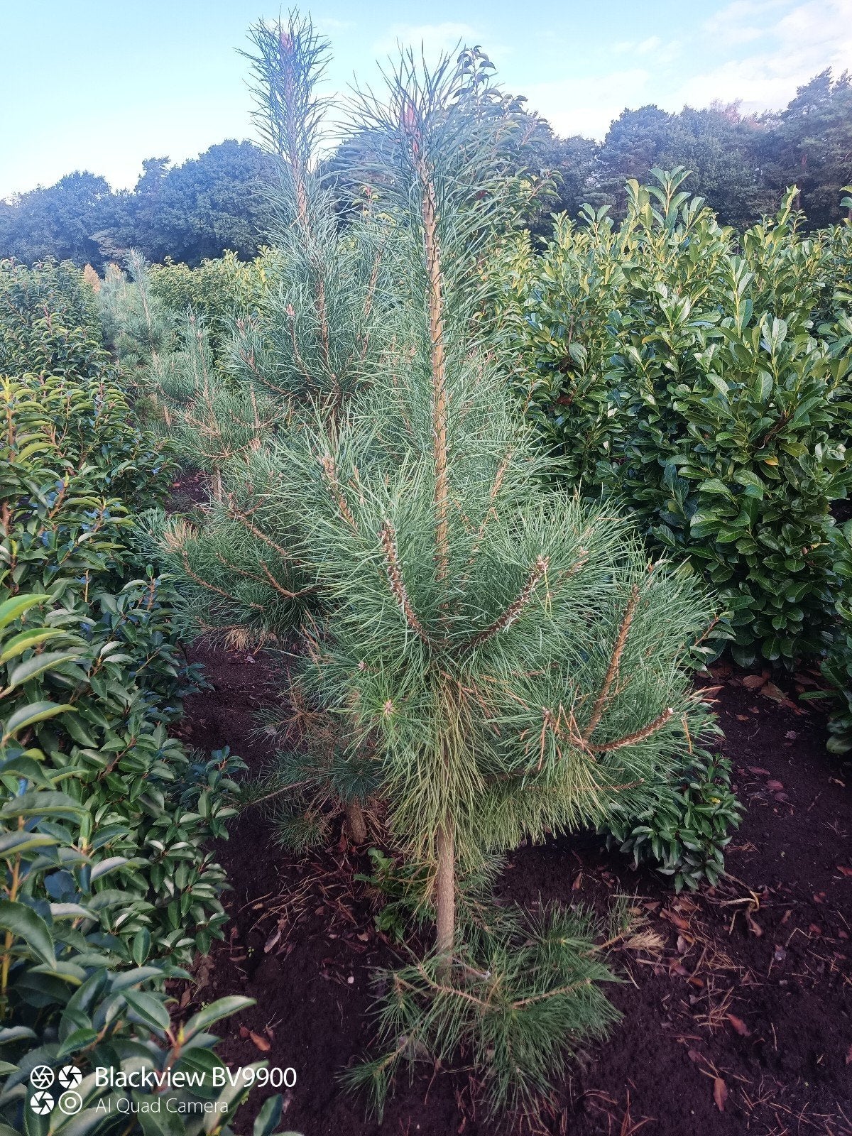 Pinus sylvestris grove den 125-150cm en 150-175cm bomen, Tuin en Terras, Bloeit niet, Halfschaduw, 100 tot 250 cm, Overige soorten
