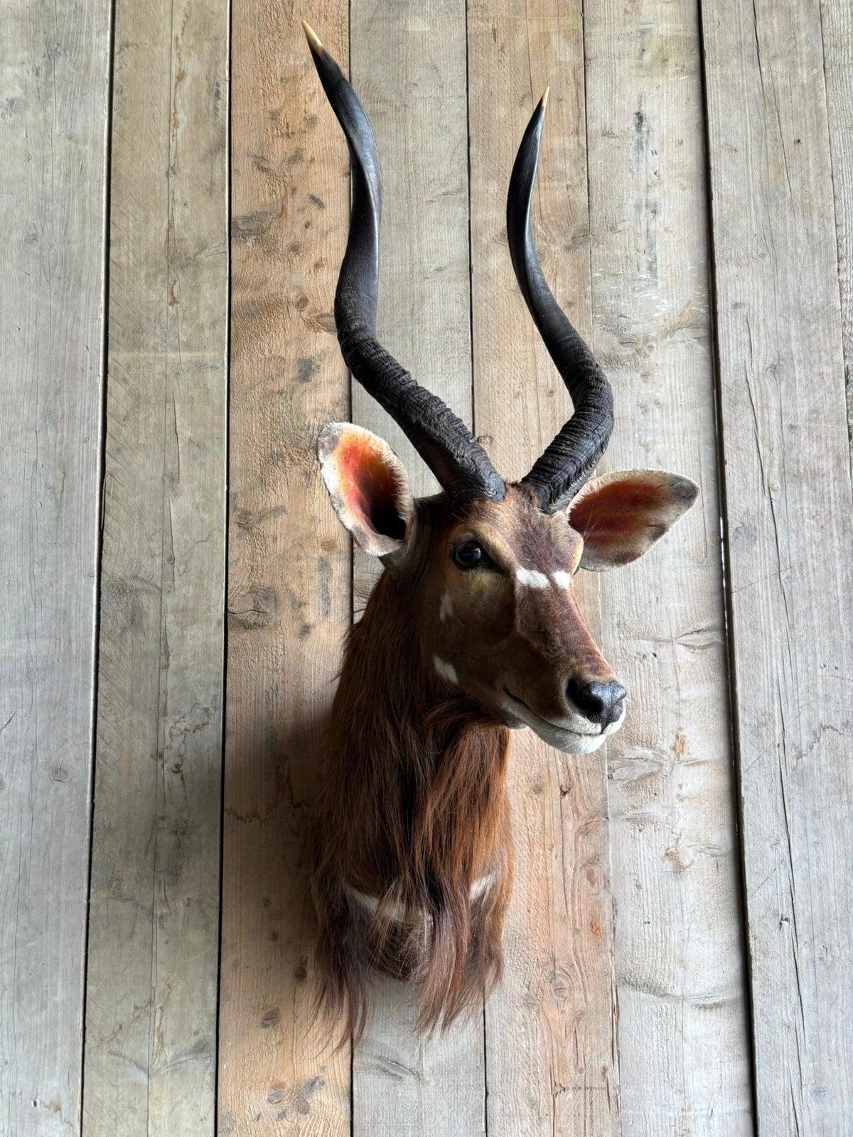 Mooi opgezette Nyala, Ophalen, Zo goed als nieuw, Wild dier, Opgezet dier