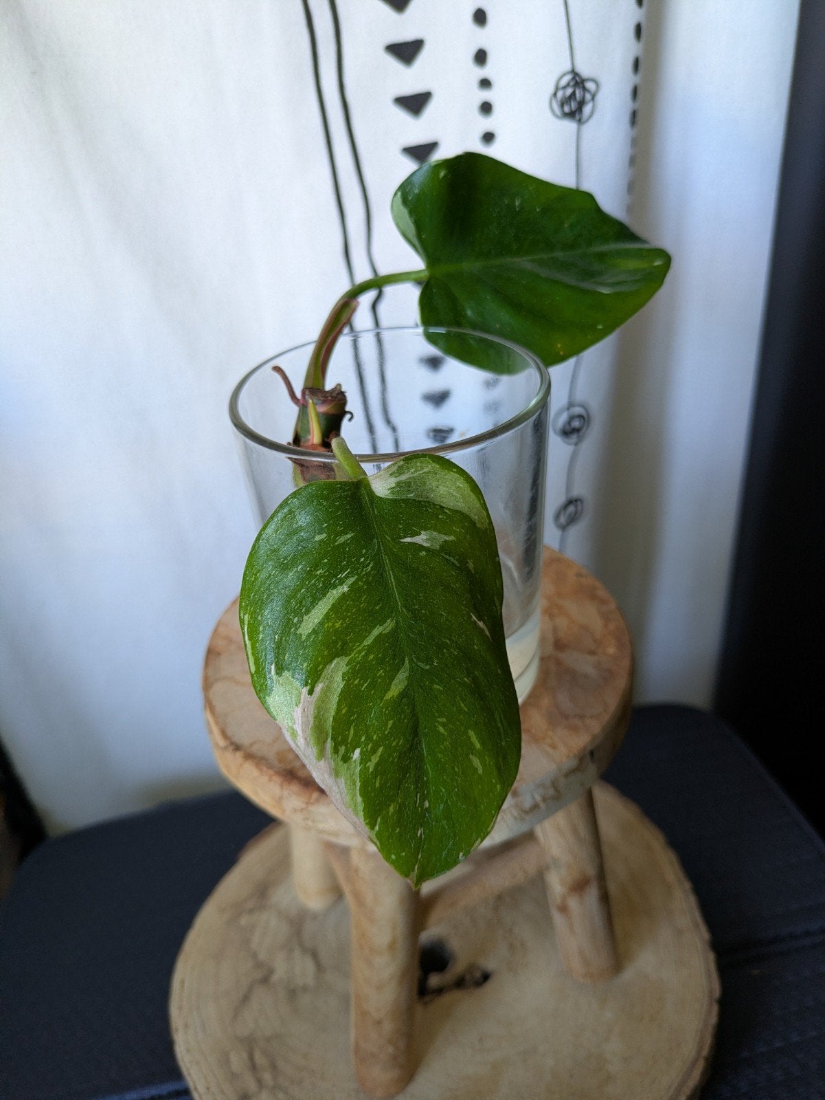 Philodendron White Princess - kneusje, Huis en Inrichting, Kamerplanten, Ophalen of Verzenden, Halfschaduw, Minder dan 100 cm