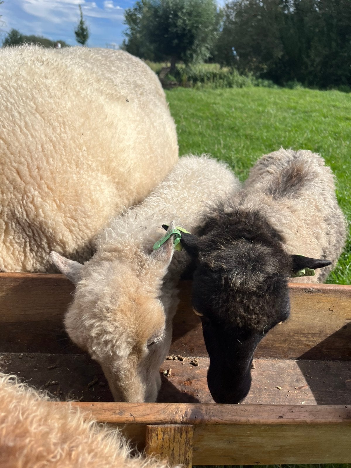 Ouessant schapen | Volwassen ooien | zwart, schimmel en wit, Dieren en Toebehoren, Schapen, Geiten en Varkens, Vrouwelijk, Schaap