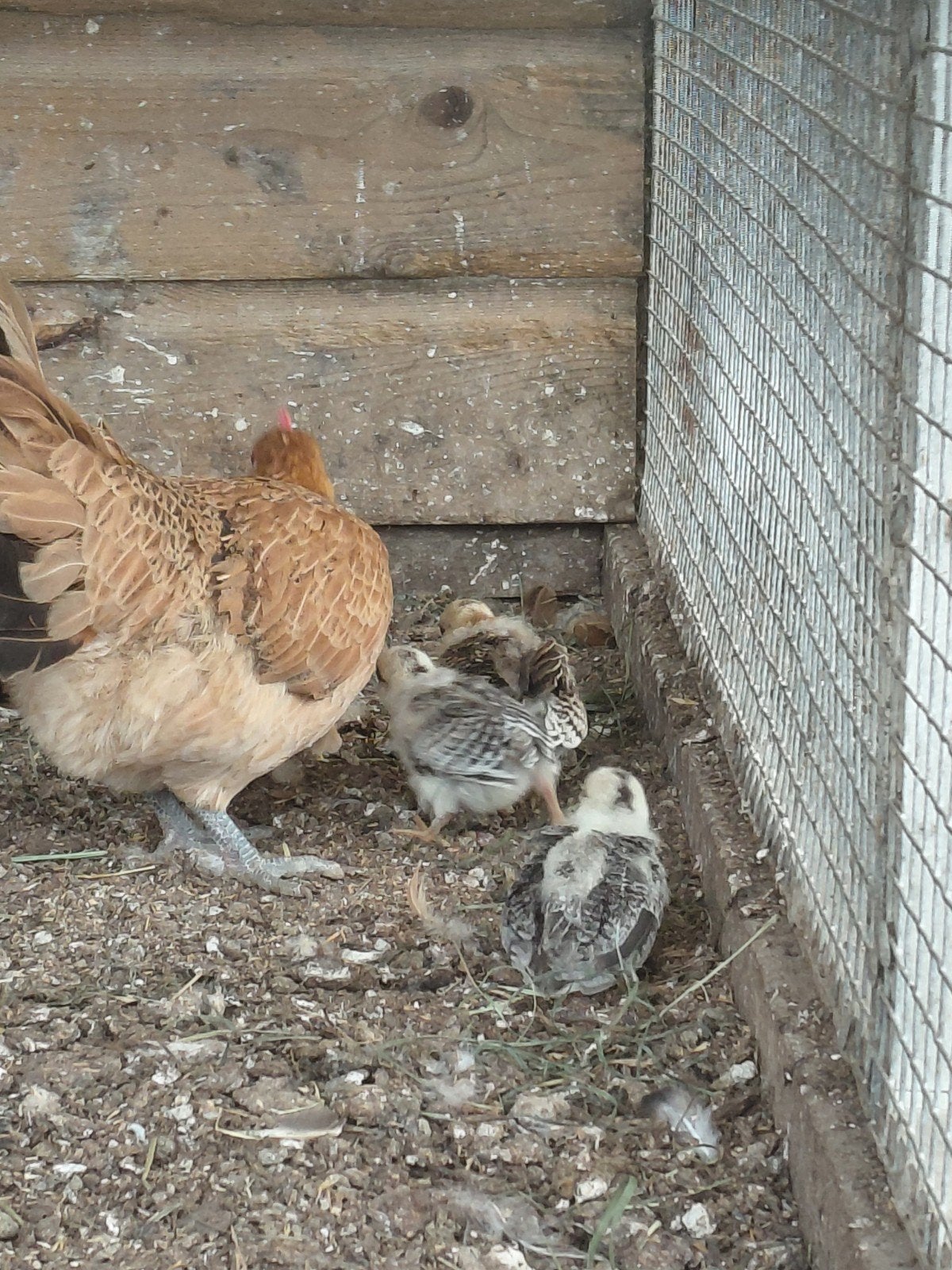 Krielkippen, Meerdere dieren, Eend