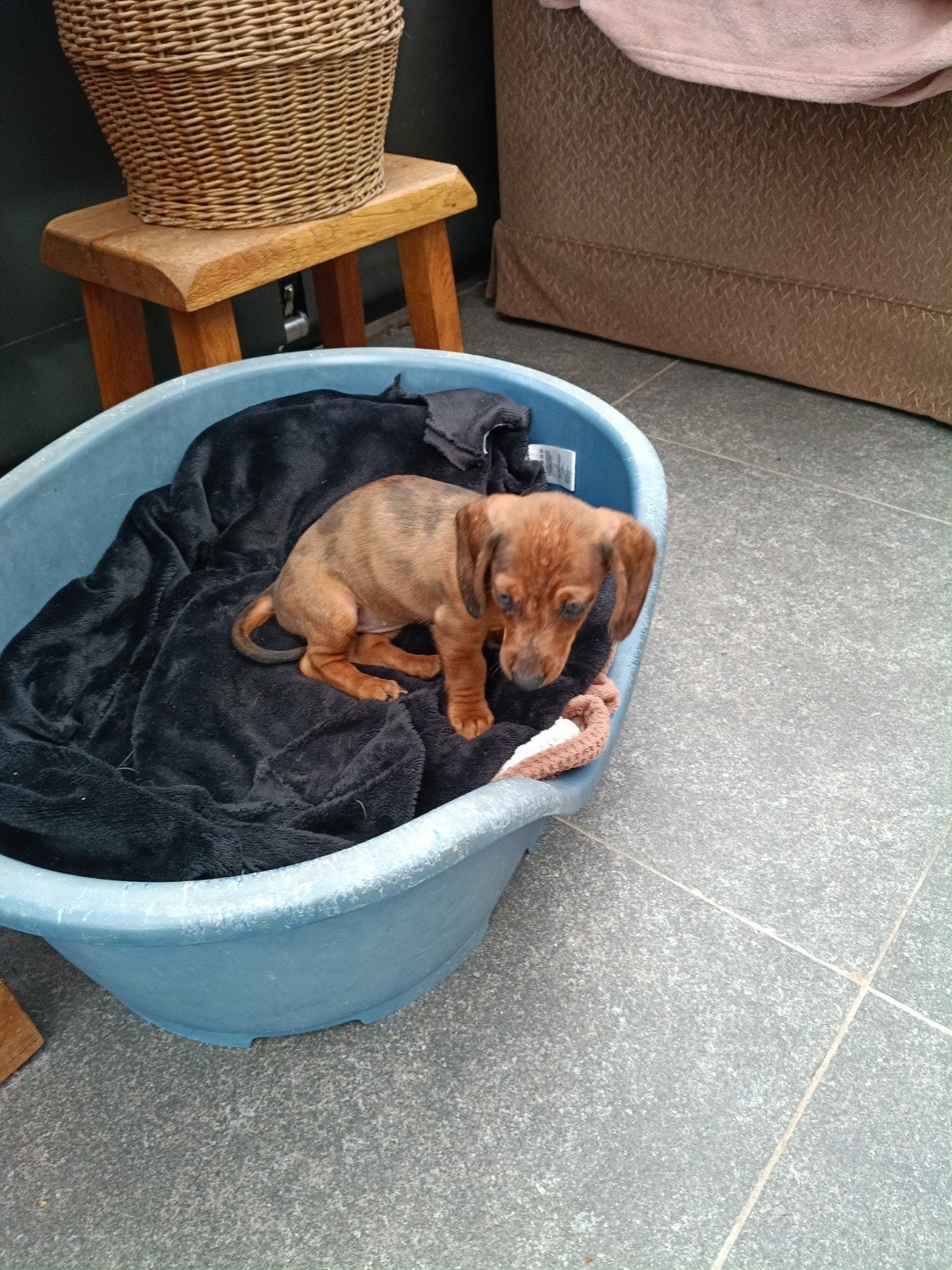 teckel pups, 8 tot 15 weken, Korthaar, Teef, Meerdere