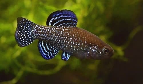 Prachtige Aphanius mento (Killi),ook geschikt voor de vijver, Vis