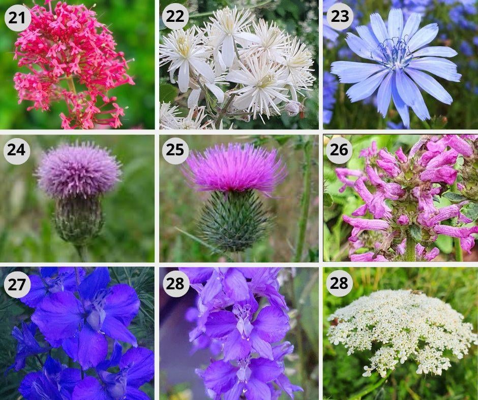 Bloemzaden uit eigen tuin Inheems | Bio | bijenplanten zaden, Ophalen of Verzenden, Voorjaar, Volle zon, Zaad