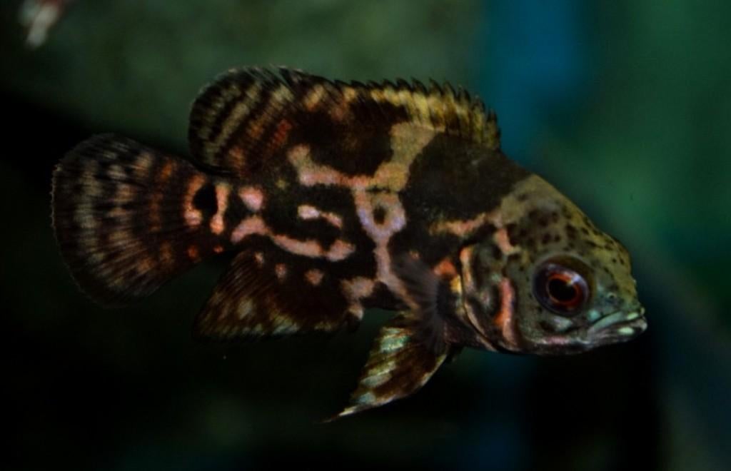 Zuid Amerikaanse Cichliden: Astronotus ocellatus Red Tiger, Vis, Zoetwatervis