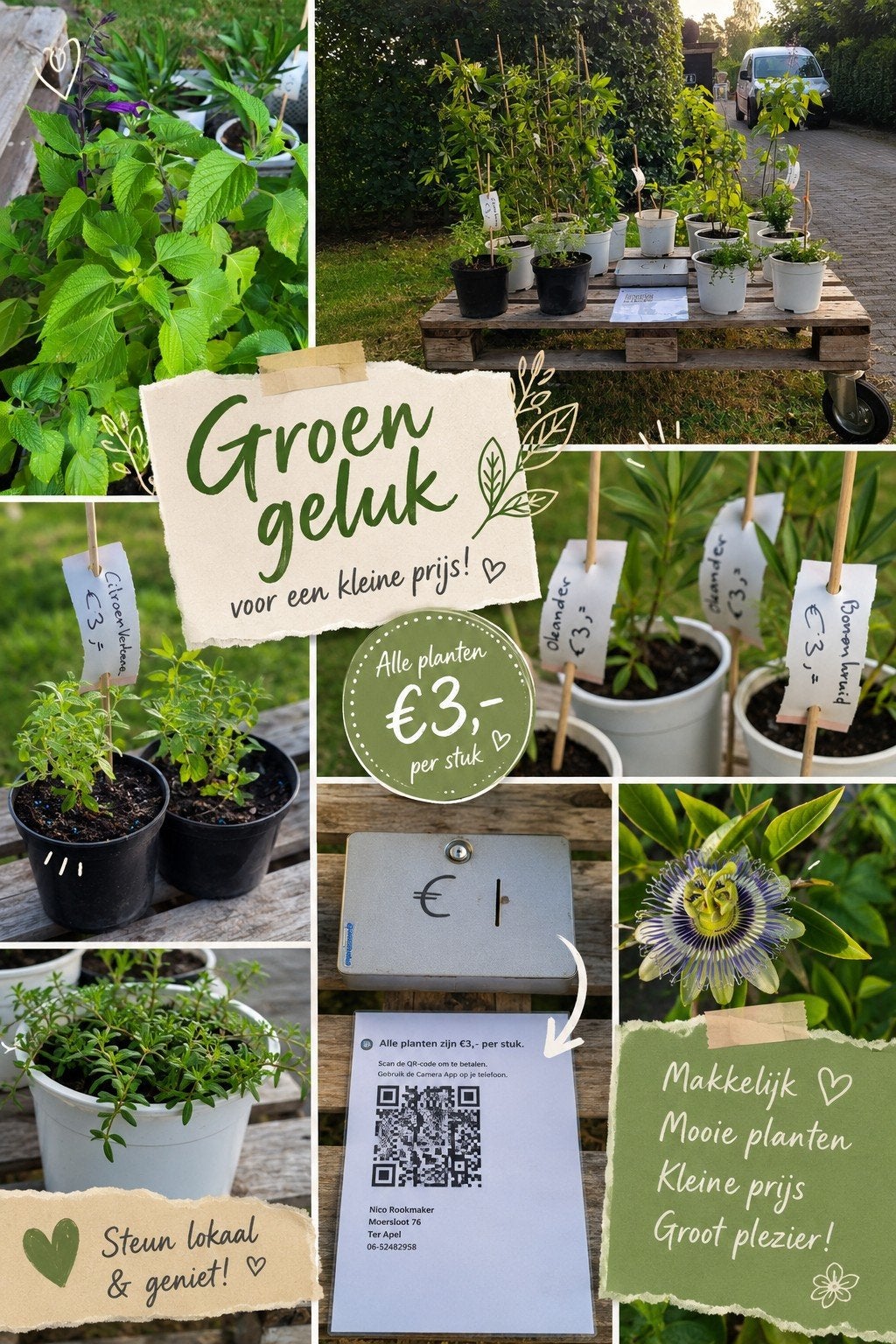 Tuinplanten, Ophalen, Overige soorten, Volle zon