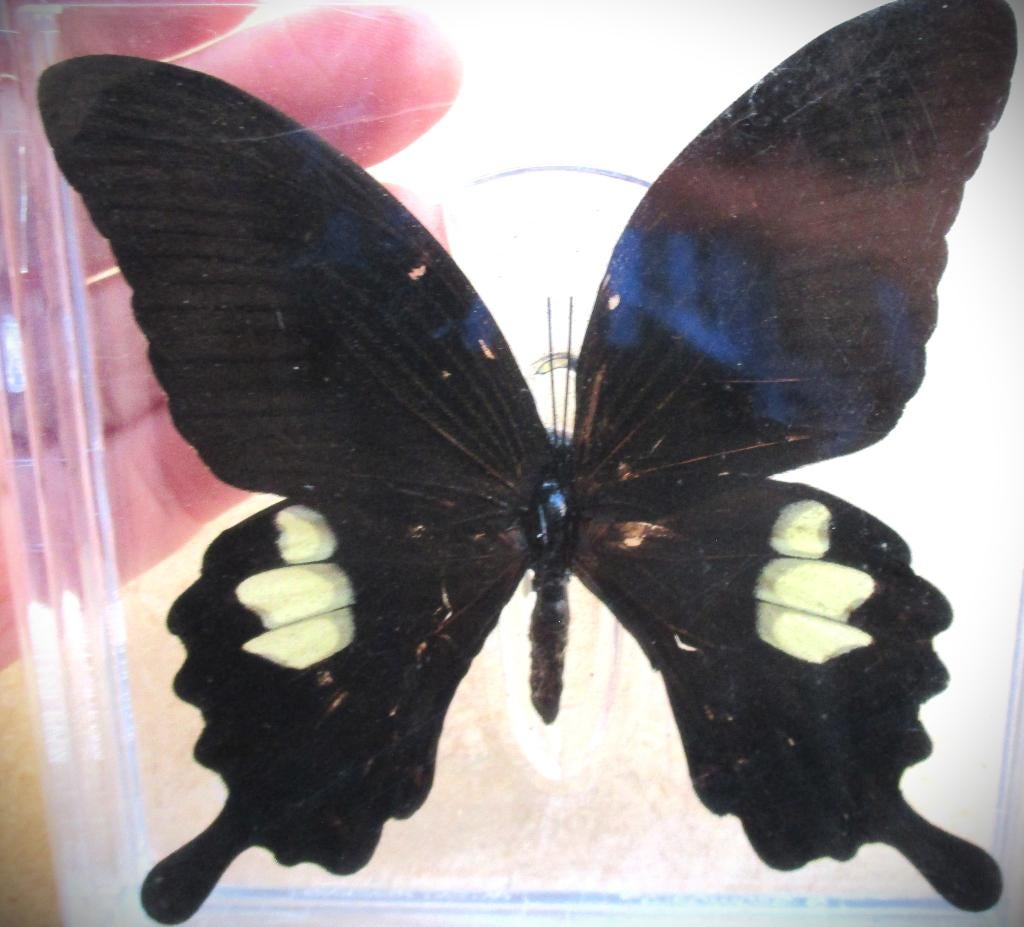Vlinder Rode Helen~Papilio Helenus~Geprepareerde, Ophalen of Verzenden, Zo goed als nieuw, Insect, Opgezet dier