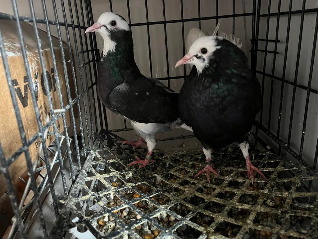Duiven donek, Dieren en Toebehoren, Vogels | Duiven, Meerdere dieren, Postduif