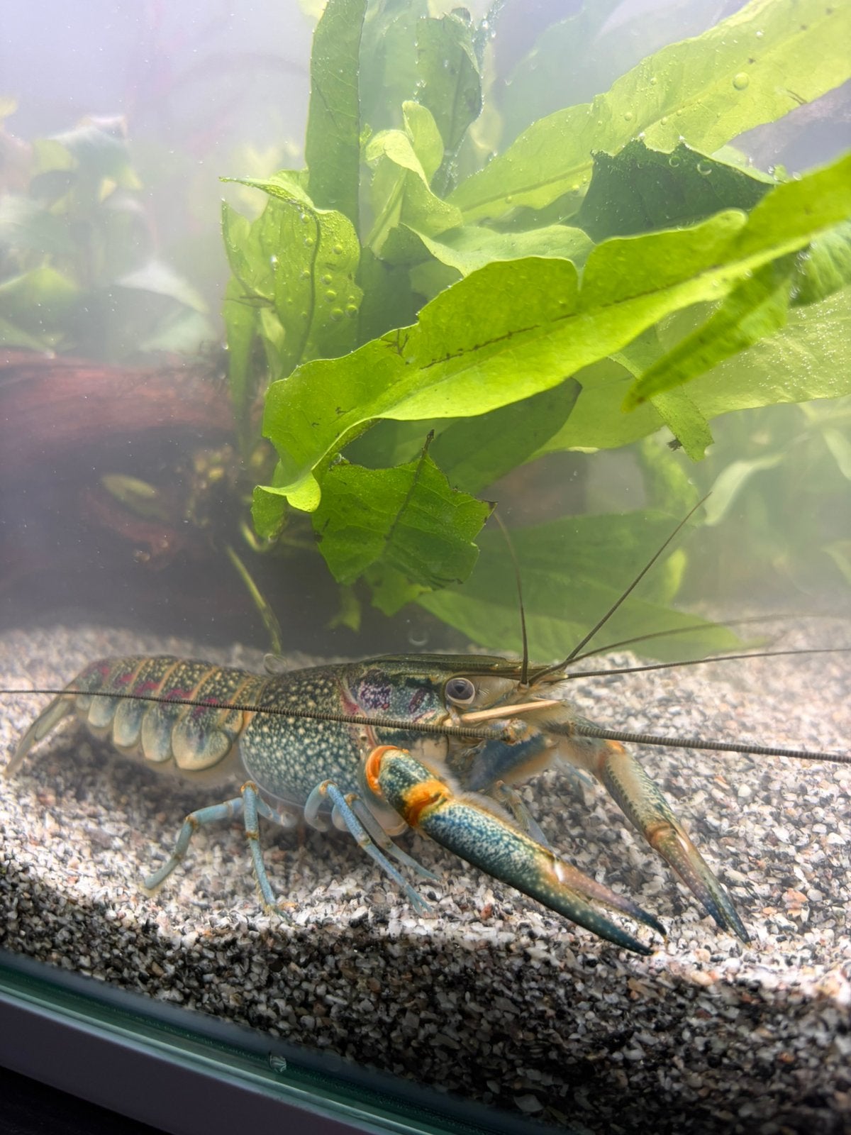 Blauwgroene Cherax kreeft, Dieren en Toebehoren, Kreeft, Krab of Garnaal