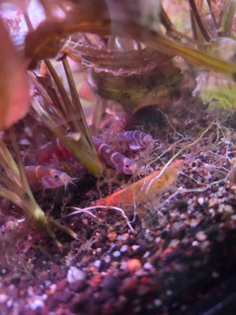 Visjes, Ophalen, Gevuld zoetwateraquarium