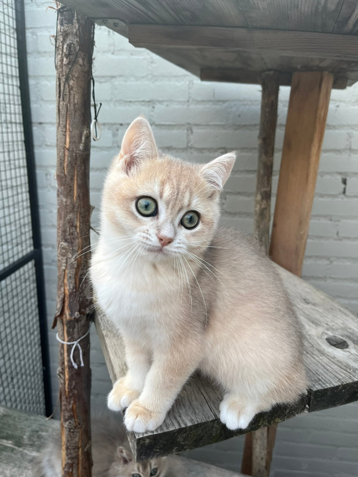 Britse korthaar kittens.1 katertje en een langhaar poesje ., Dieren en Toebehoren, Meerdere dieren, Ontwormd
