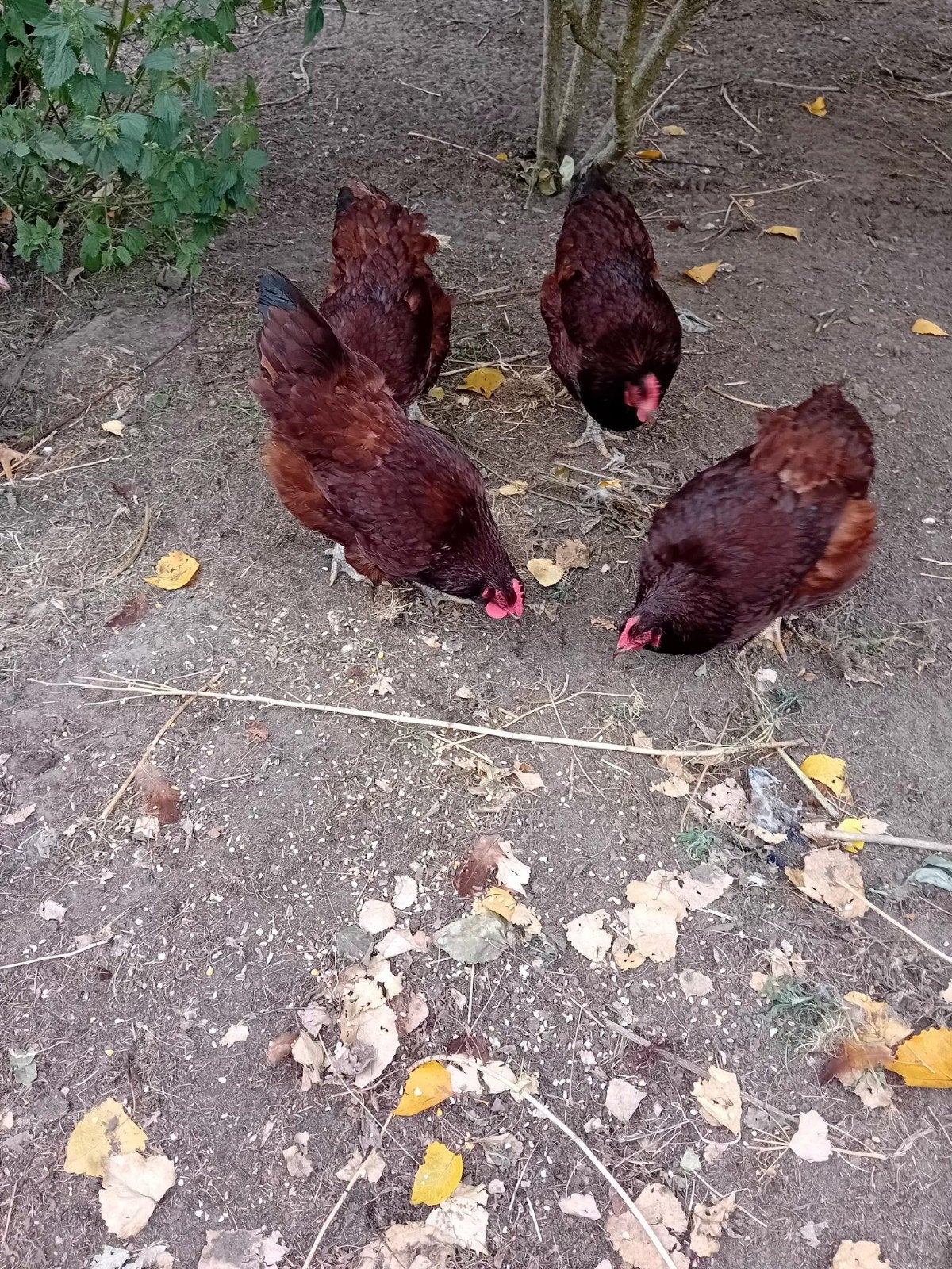 4 super mooie rhode red island hennen, Dieren en Toebehoren, Pluimvee, Vrouwelijk, Kip