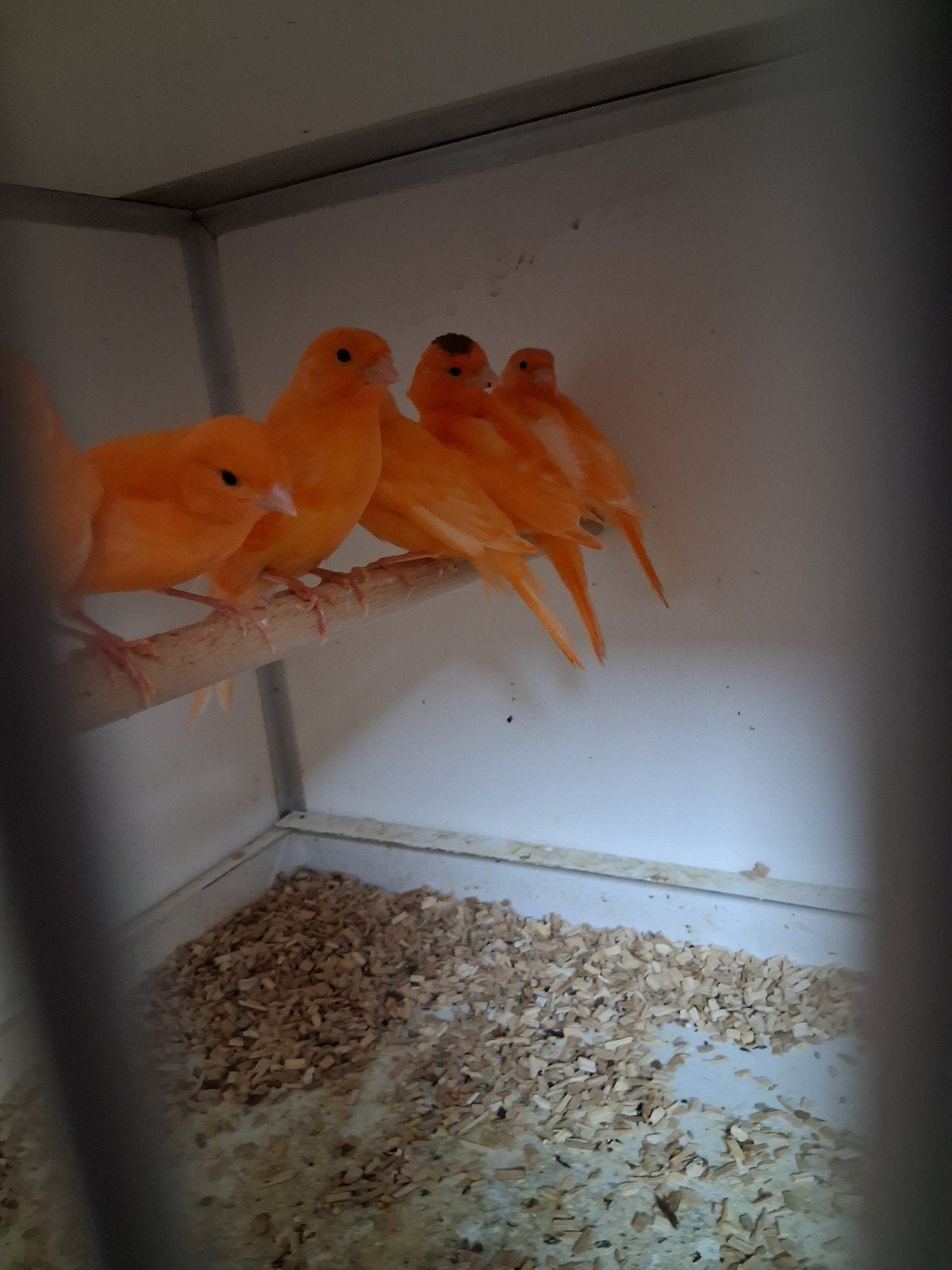 Meerdere rooie kanaries jonge vogels 2026, Meerdere dieren, Kleurkanarie