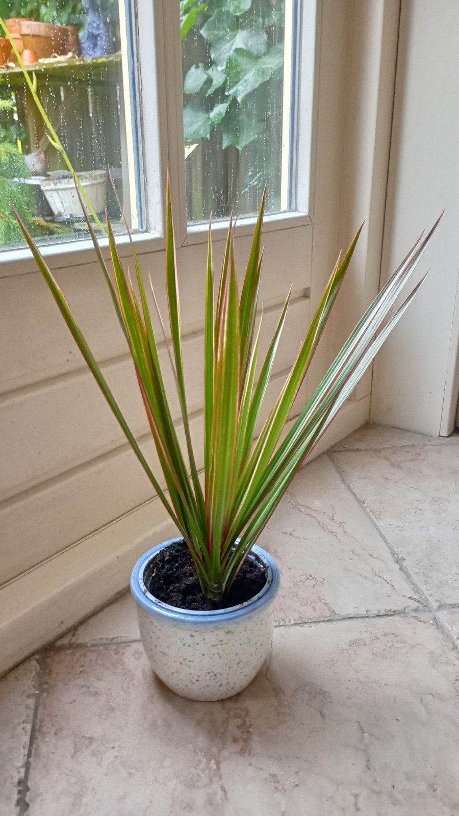 Mooie Dracaena kamerplant, Ophalen, Overige soorten, Halfschaduw, In pot