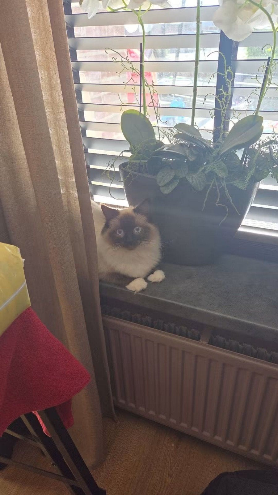 Lieve Ragdoll poes, Poes, Gechipt, 0 tot 2 jaar