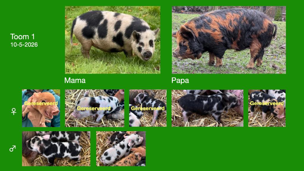 Kune Kune biggen  – geboren 10 & 11 mei 2026, Dieren en Toebehoren, Meerdere dieren, Varken, 0 tot 2 jaar