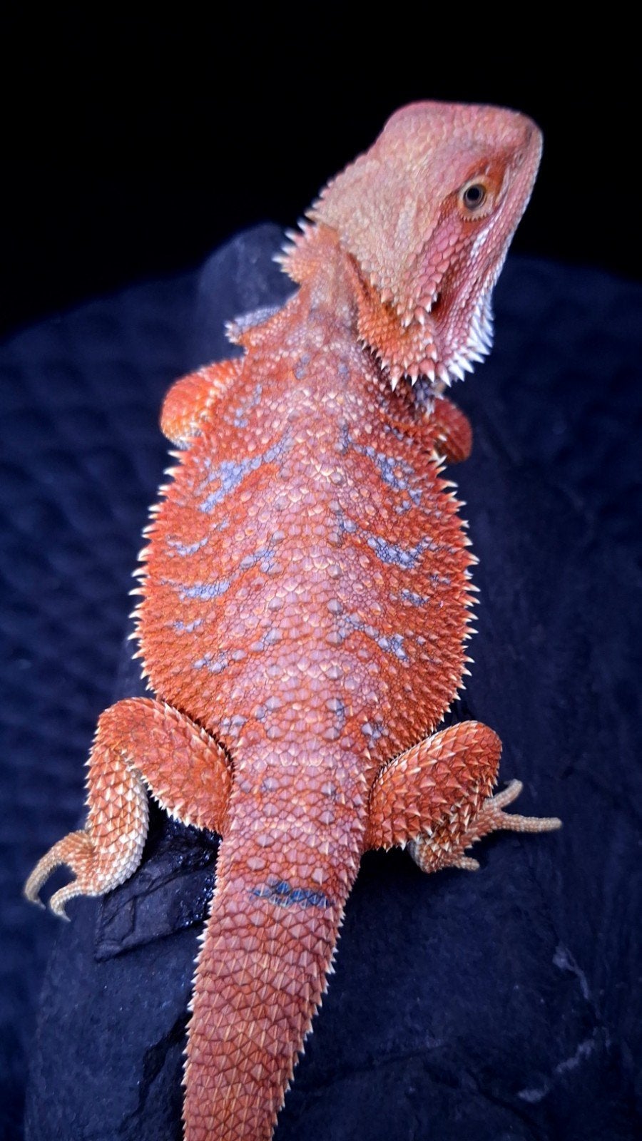 Baardagaam Mannen Red Hypo Blue Bar Bearded Dragon photo 4