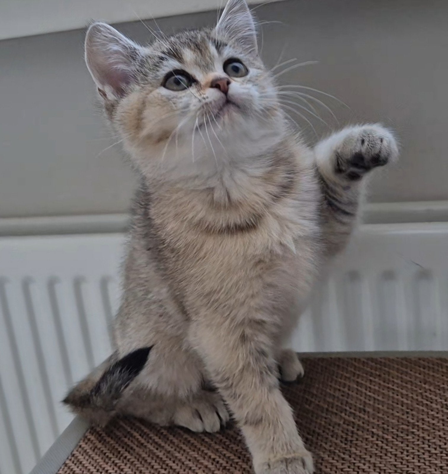 Britse korthaar kittens golden shaded, Meerdere dieren, Ontwormd, 0 tot 2 jaar