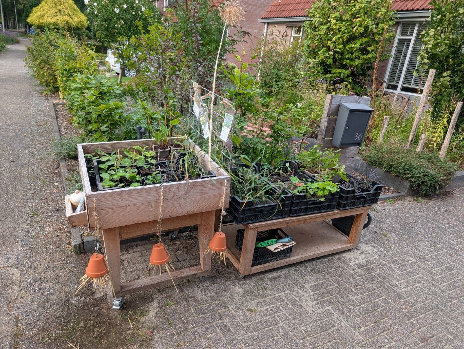 Mooie vaste planten voor kleine prijzen aangeboden., Ophalen, Overige soorten, Volle zon
