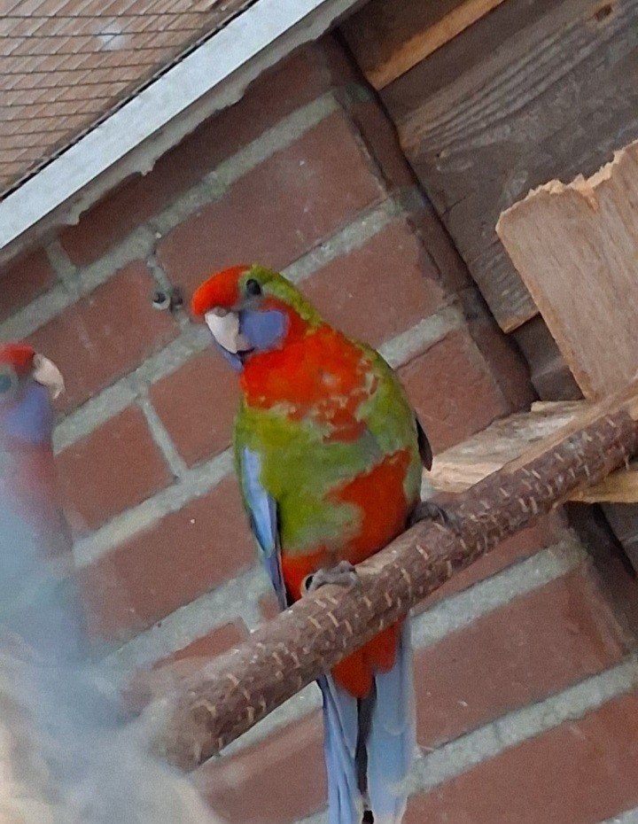 2 jonge rozella vogels, Dieren en Toebehoren, Vogels | Parkieten en Papegaaien, Geslacht onbekend, Parkiet