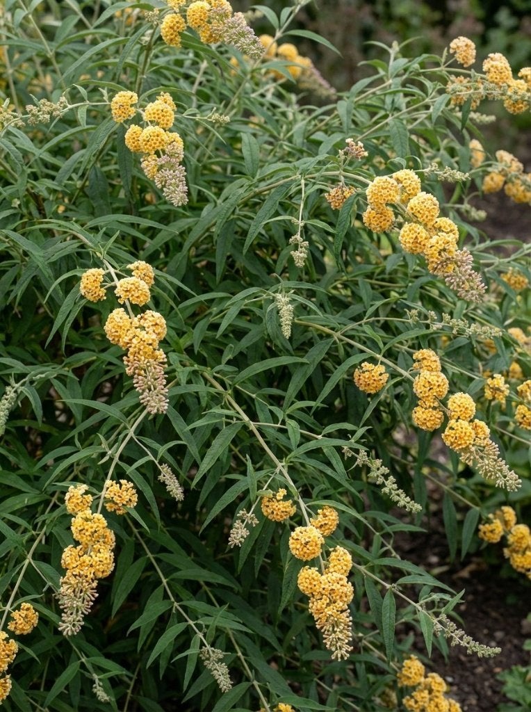 Gele vlinderstruiken, Overige soorten, Volle zon, Vaste plant, Ophalen of Verzenden