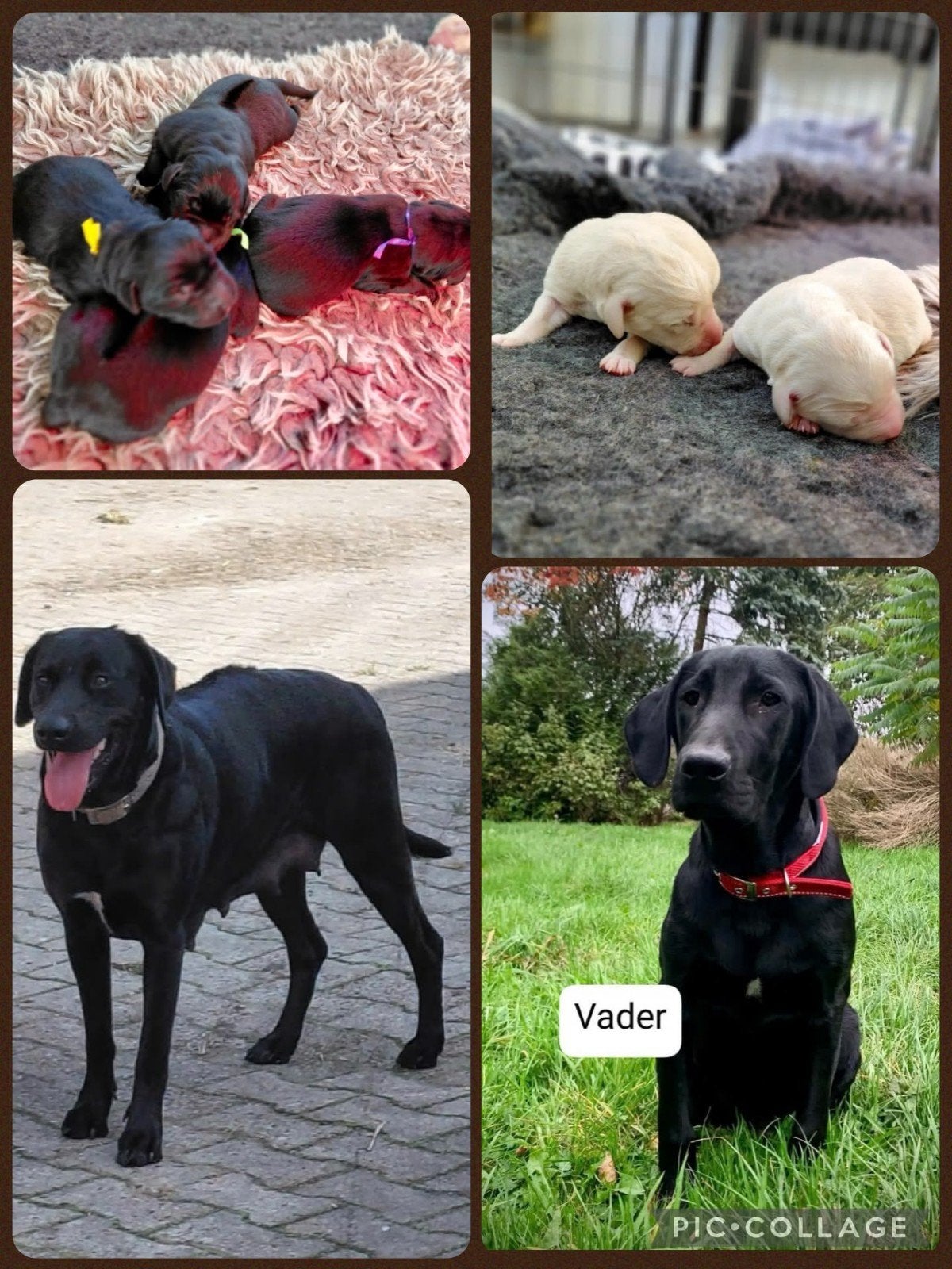 prachtige Pups, Overige rassen, 8 tot 15 weken, Meerdere, Meerdere dieren