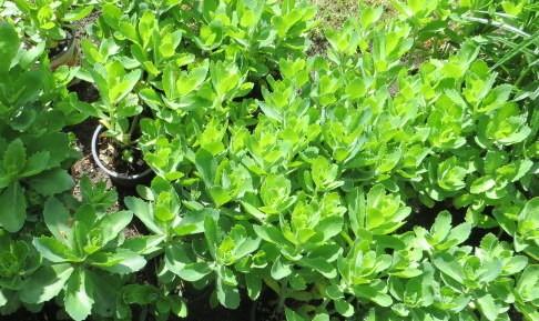 Sedum vaste tuinplant bloeit in aug-nov per pot 1,50 euro, Tuin en Terras, Planten | Tuinplanten, Ophalen, Vaste plant, Overige soorten