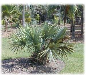 10 x Sabal Minor palm boom zaden (verzenden ook mogelijk), Ophalen, Gehele jaar, Volle zon, Zaad