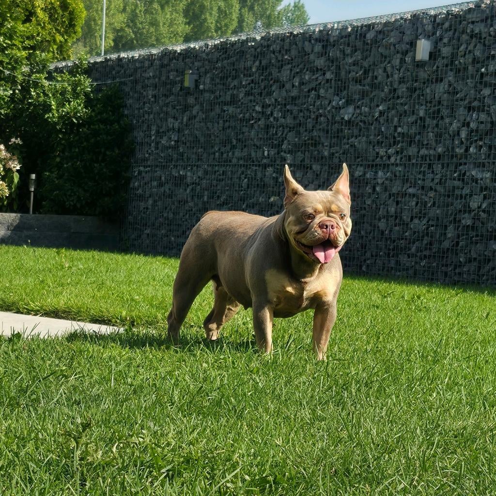 Super gave Engelse x Franse bulldog teef, Dieren en Toebehoren, Particulier, Buitenland, Teef, Parvo