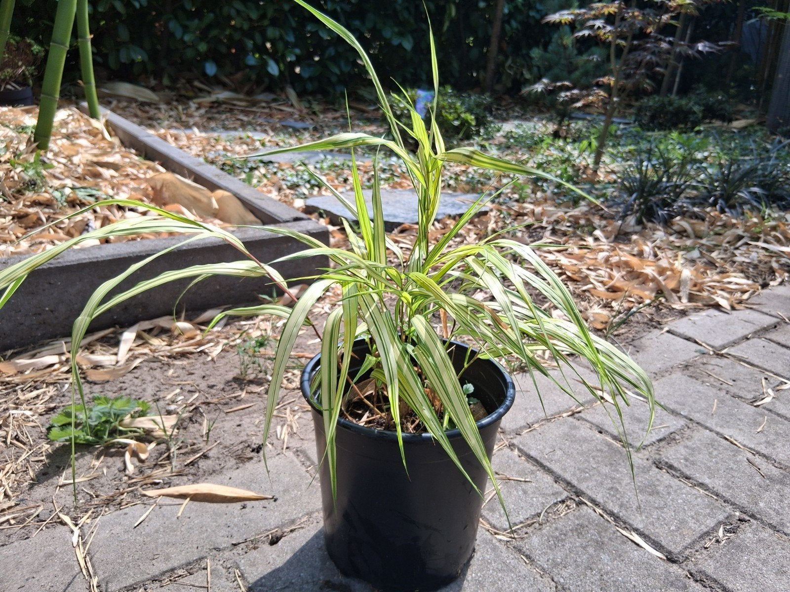 hakonechloa macra aureola bont japans bosgras, Tuin en Terras, Planten | Tuinplanten, Ophalen, Siergrassen, Volle zon