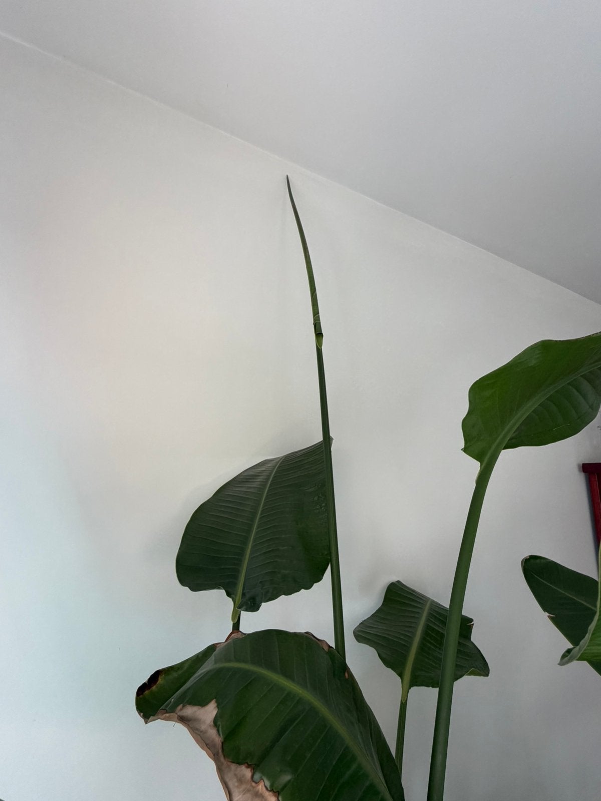 1 mooie Strelitzia Nicolai plant, Ophalen, 200 cm of meer, Overige soorten, Halfschaduw