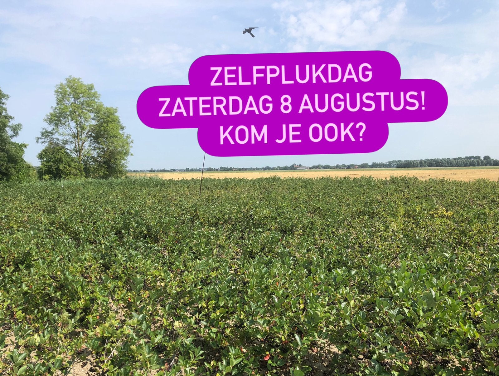 Zaterdag 8 aug zelfplukdag Aronia bessen., Ophalen of Verzenden