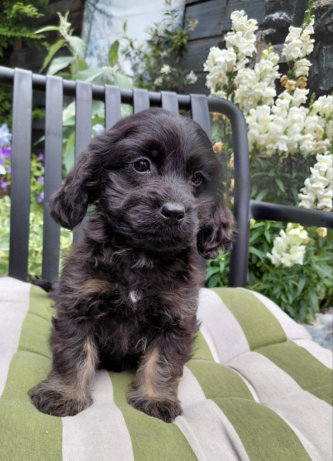 Prachtig Nestje Cocker spaniël x Boomer pups, Parvo, 8 tot 15 weken, Meerdere, Meerdere dieren