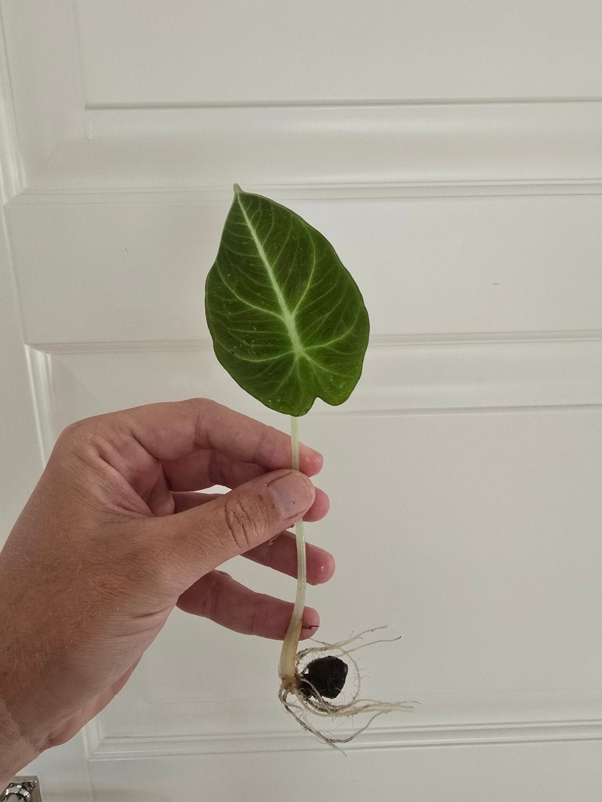 Alocasia Black Velvet, Huis en Inrichting, Ophalen of Verzenden, Halfschaduw, Minder dan 100 cm