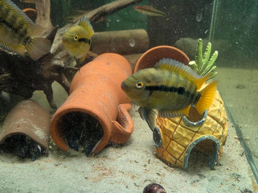 Vol. Herotilapia Multispinosa cichliden (regenboog cichlide), Vis