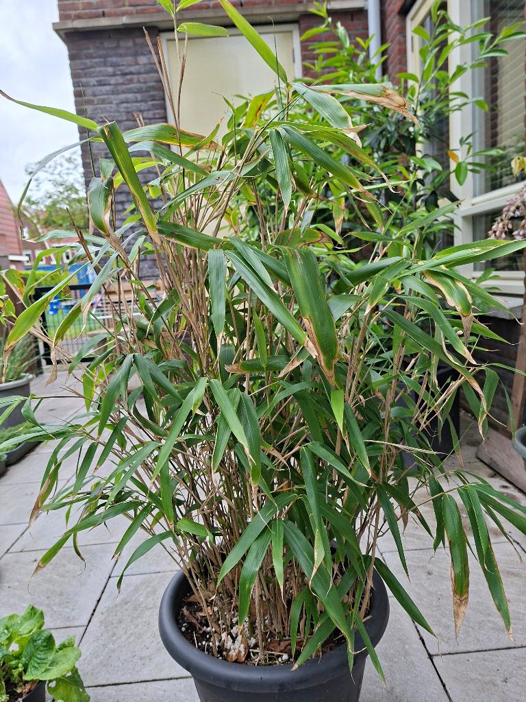 Bamboe fargesia niet woekerend, Tuin en Terras, Planten | Tuinplanten, Volle zon, Vaste plant, Bloeit niet, Ophalen