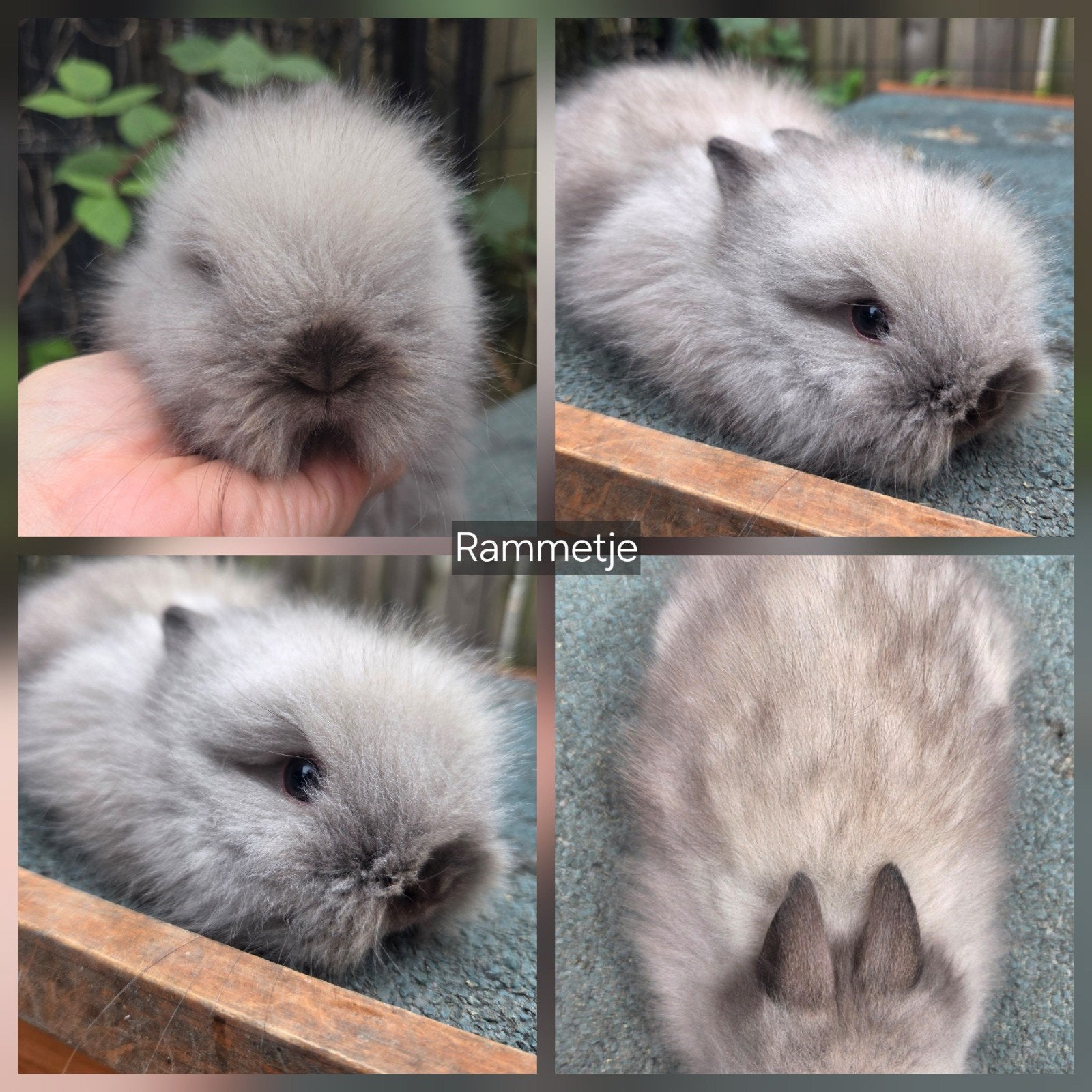 Teddydwerg konijntjes te reserveren (Lichte kleuren), Meerdere dieren, Dwerg