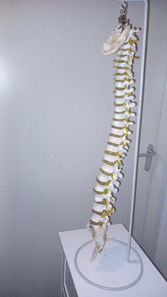 Anatomisch model menselijke wervelkolom, Ophalen of Verzenden, Zo goed als nieuw, Overig
