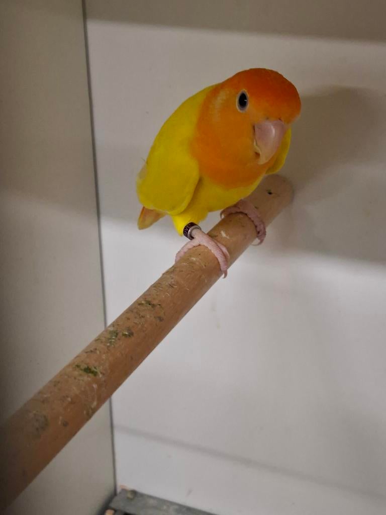 Bewezen koppel roseicollis  met 2 jongen, Meerdere dieren, Dwergpapegaai of Agapornis, Geringd