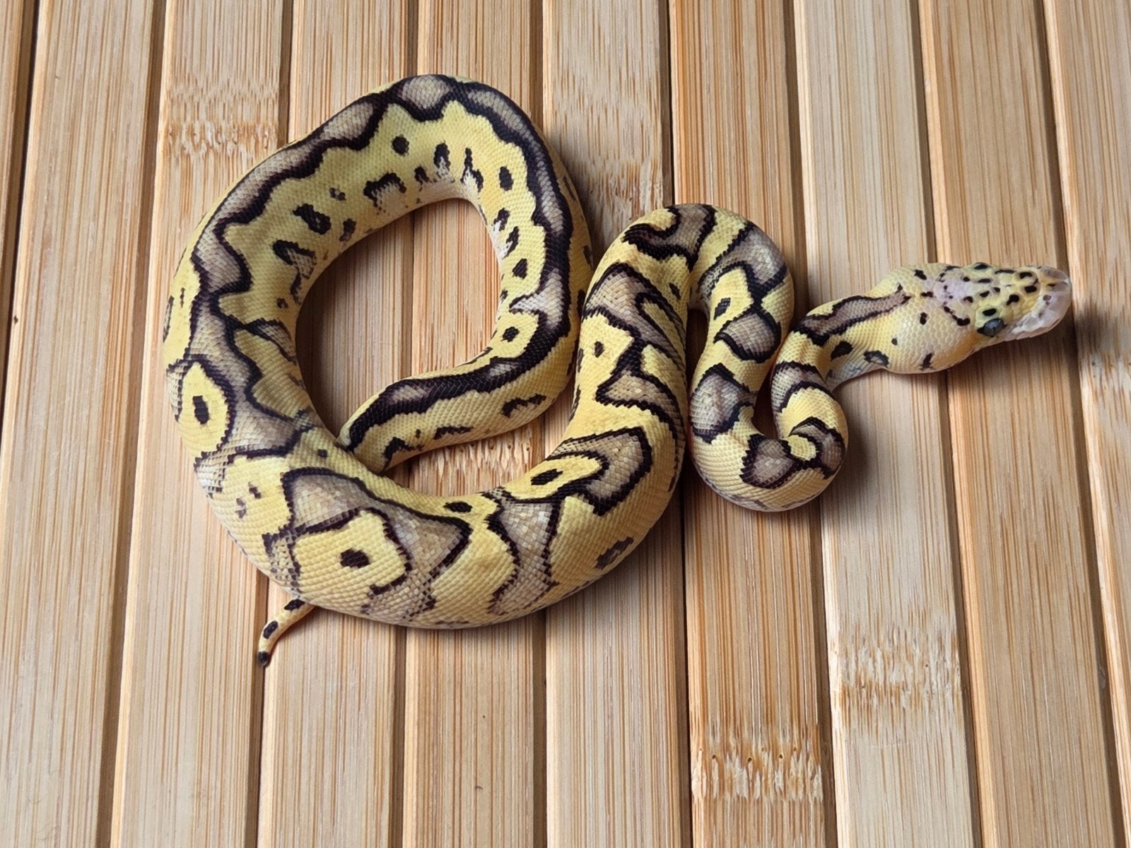 0.1 Clown Firefly 66% Het Desert Ghost 

Met overdrac, Slang, 0 tot 2 jaar