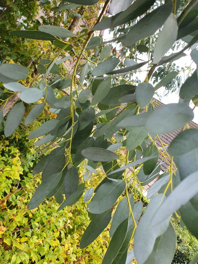 te koop aangeboden:  vers gknipte Eucalyptus  takken, Ophalen, Eenjarig, Overige soorten, Volle zon