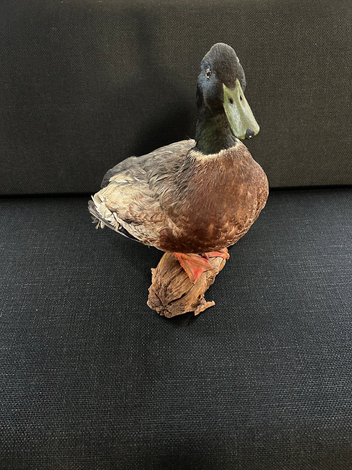 Opgezette Wilde Eend - Decoratief taxidermie, Verzamelen, Ophalen of Verzenden, Gebruikt, Vogel, Opgezet dier
