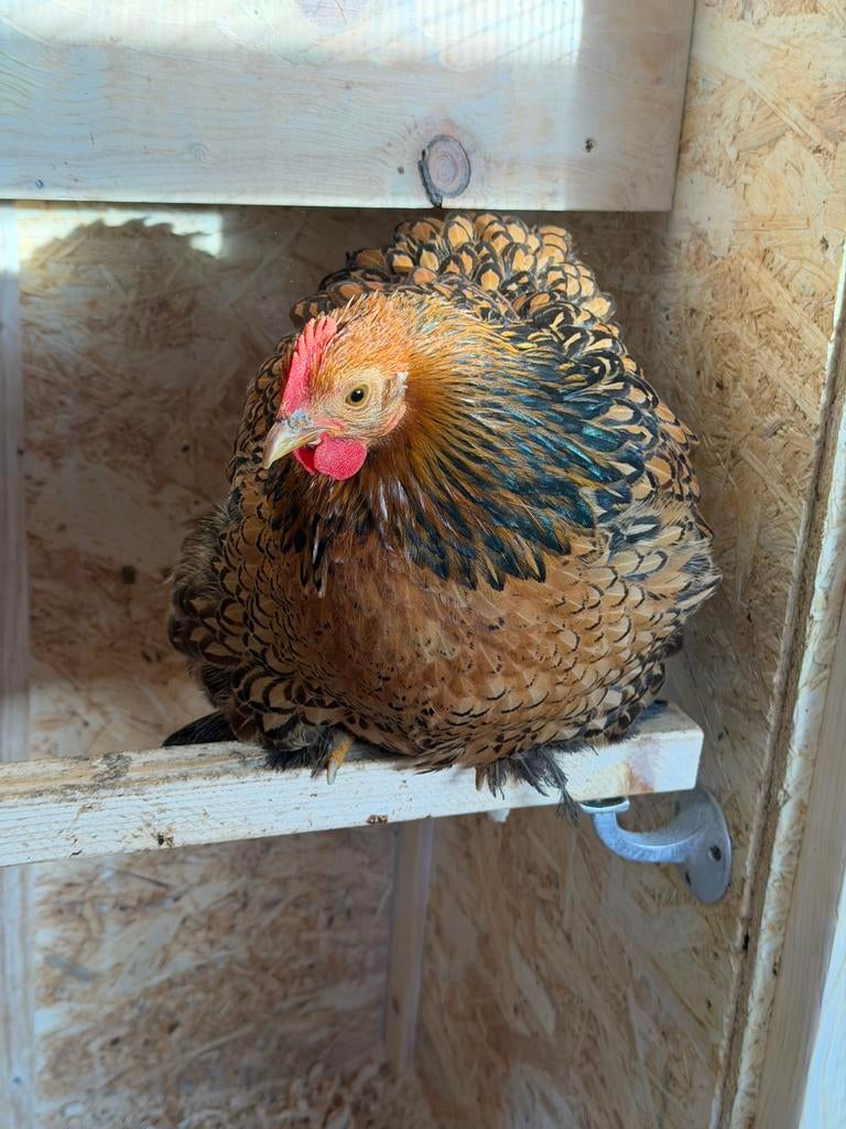 Broedeieren cochin kippen, Dieren en Toebehoren, Pluimvee, Geslacht onbekend, Kip
