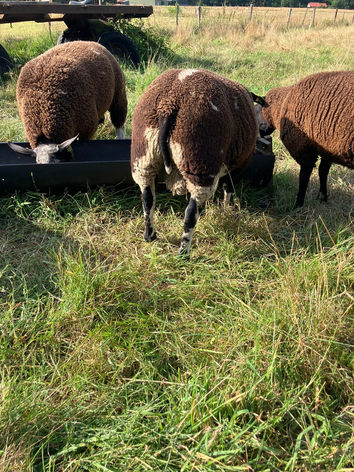 Bonte ramlammeren, Dieren en Toebehoren, Schapen, Geiten en Varkens, Mannelijk, Schaap, 0 tot 2 jaar