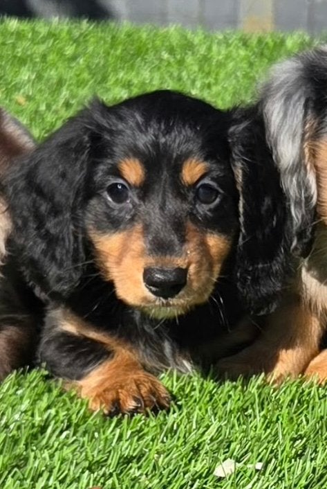 Mooi black and tan langharig dwergteckel pups teefje, Nederland, CDV (hondenziekte), 8 tot 15 weken, Dwerg