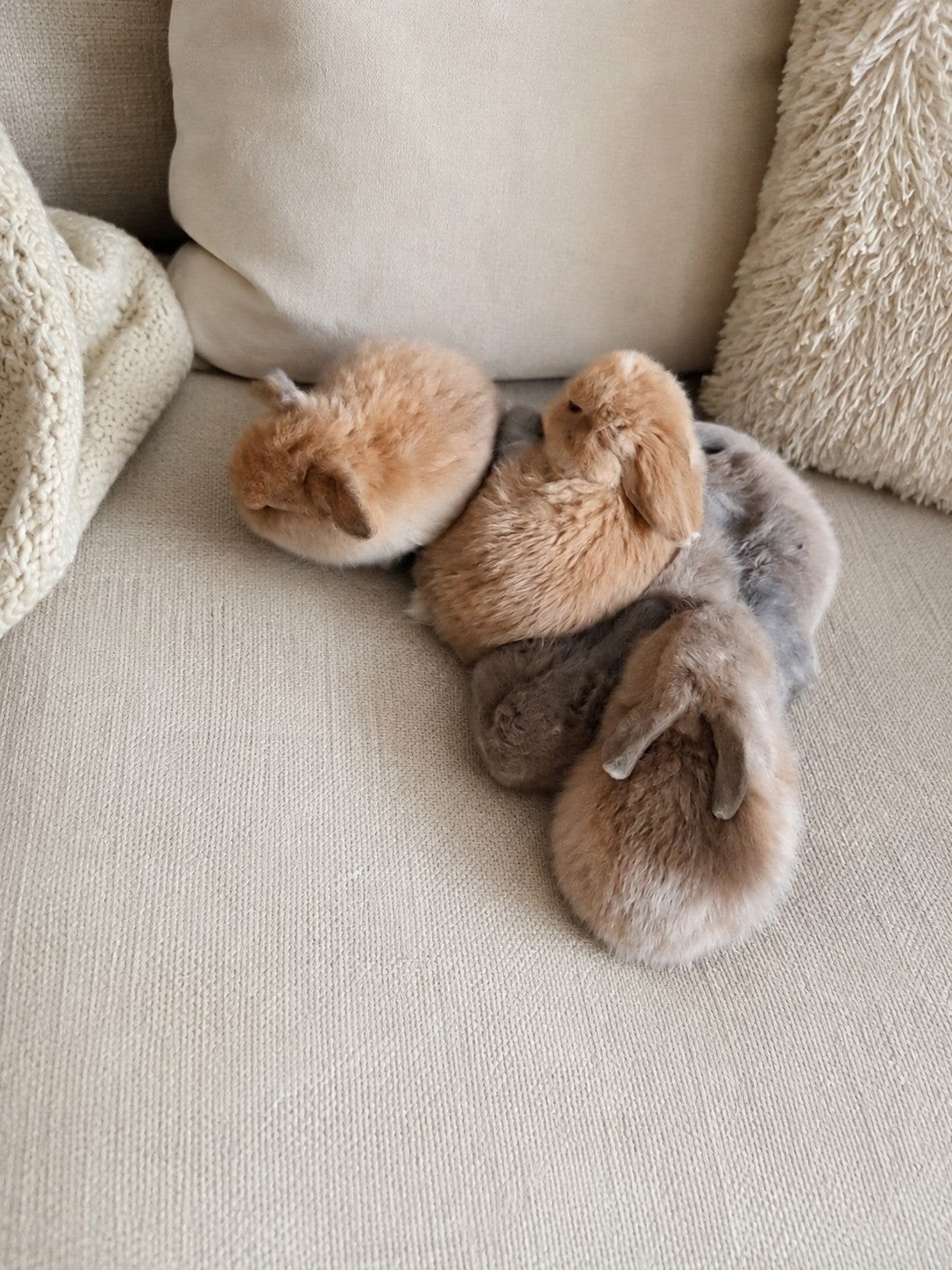 Prachtige MiniLop knuffelkonijntjes – gezond, gevaccineerd, Meerdere dieren, Dwerg, Hangoor, 0 tot 2 jaar