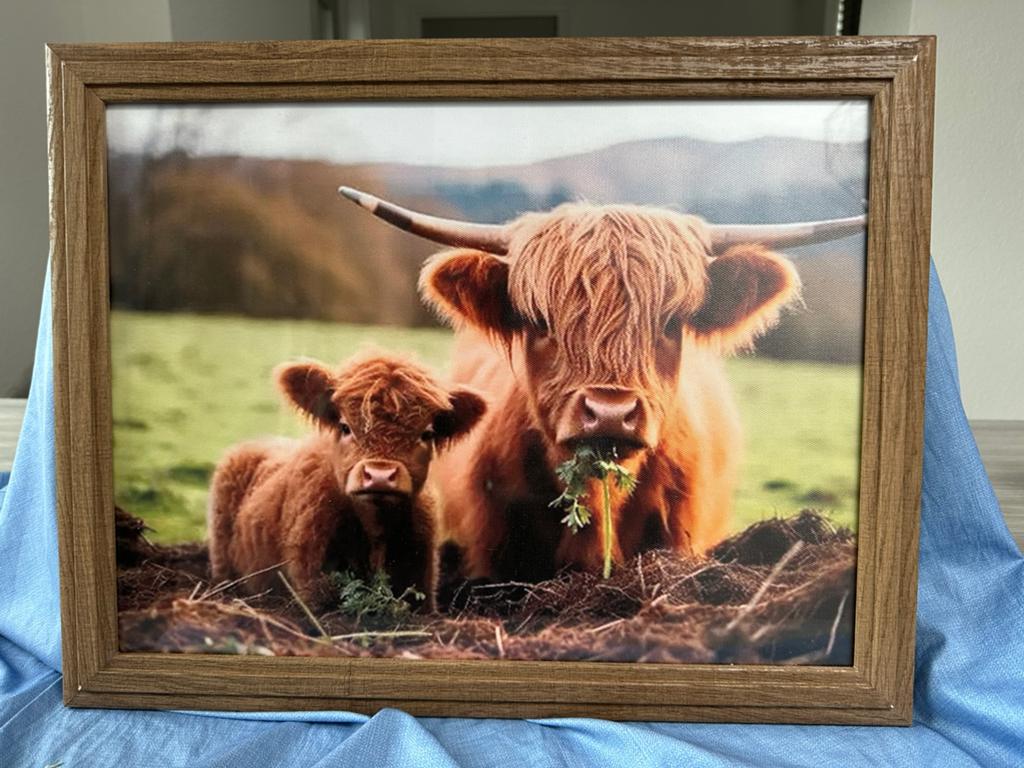 Schotse Hooglander koe met kalfje in de wei, Huis en Inrichting, Woonaccessoires | Wanddecoraties, Ophalen of Verzenden, Nieuw