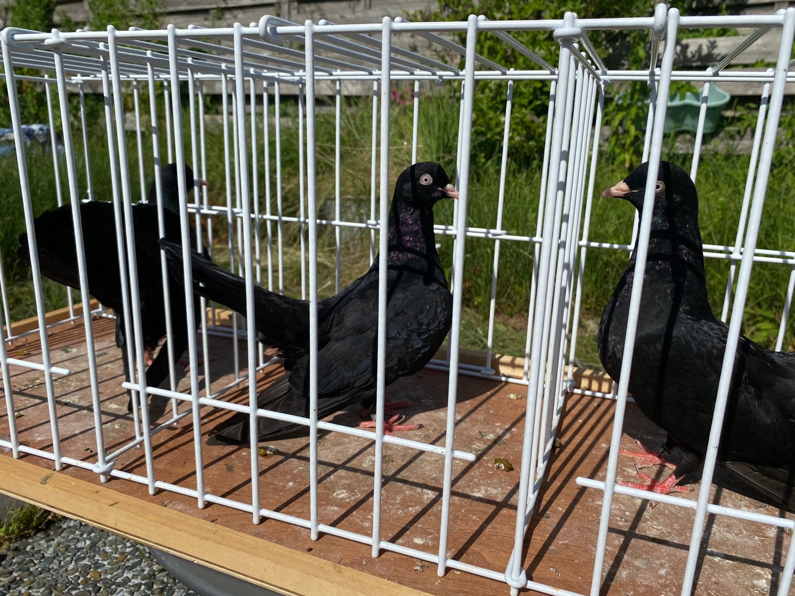 Oosterse rollers Zwarten en witten kleuren, Dieren en Toebehoren, Meerdere dieren, Tuimelaar of Roller