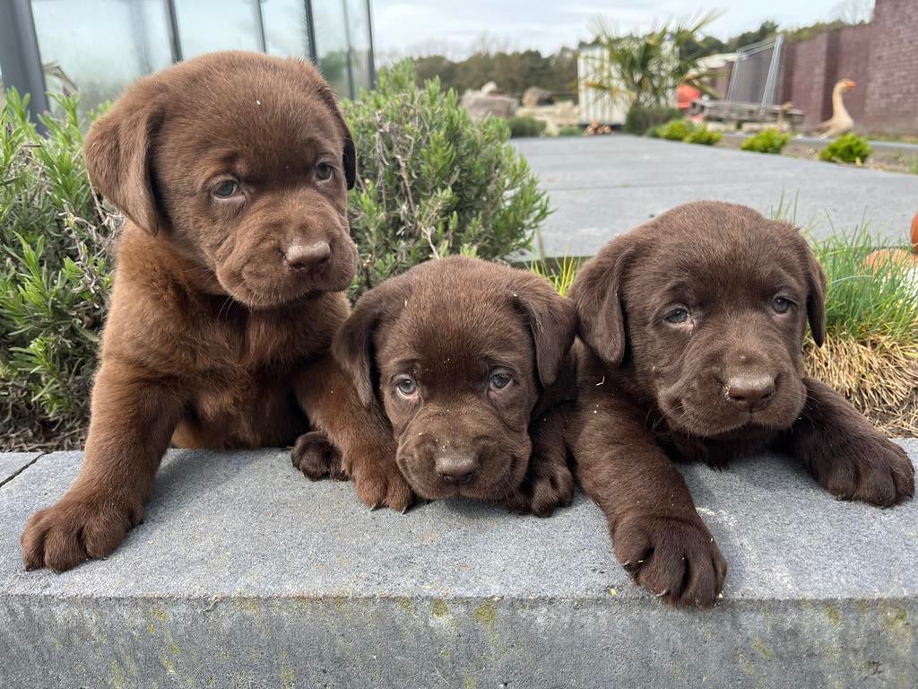 Mooie speelse Labrador pups, Dieren en Toebehoren, Honden | Retrievers, Spaniëls en Waterhonden, Nederland, Parvo, 8 tot 15 weken